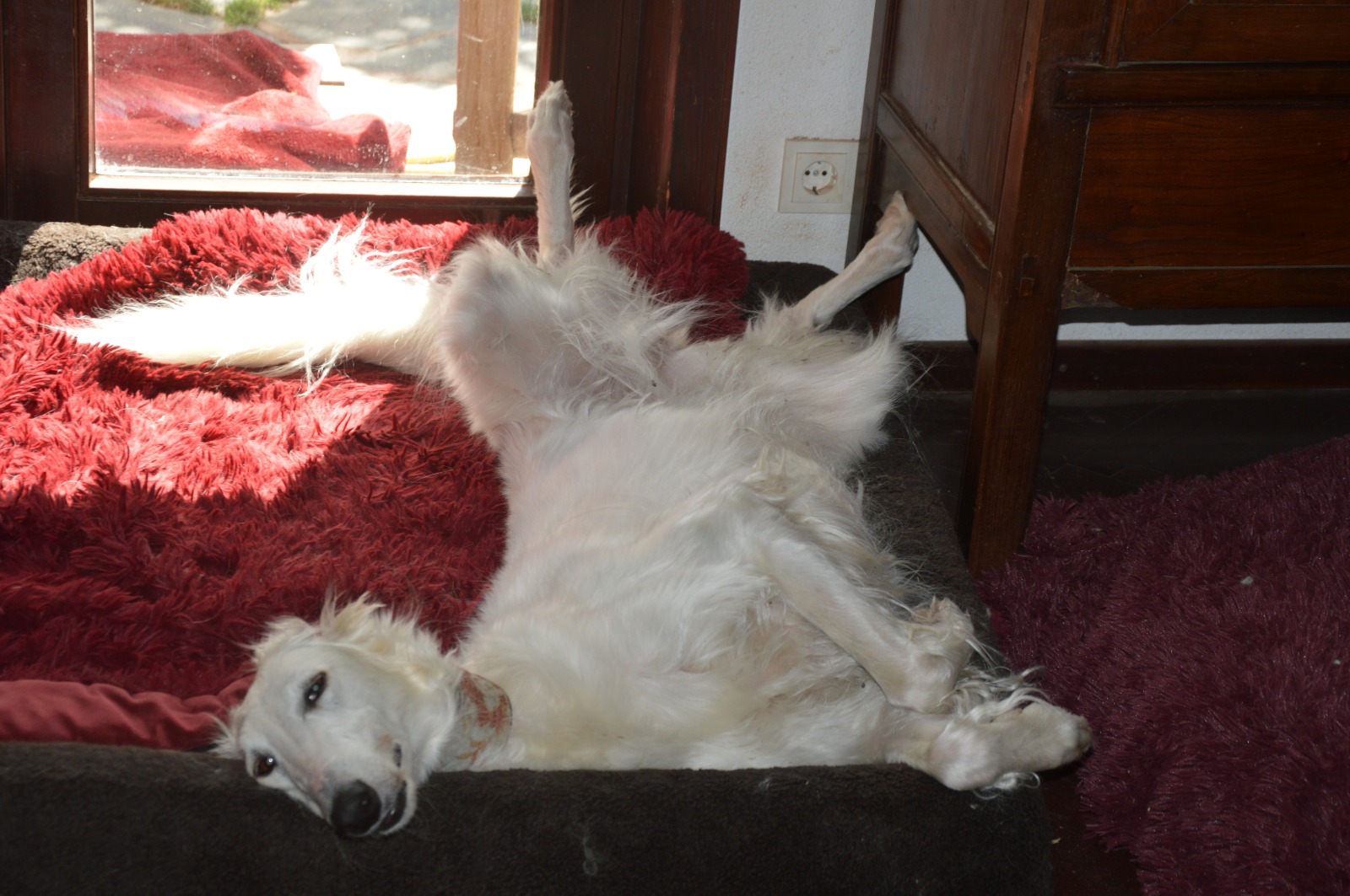 Barsoi-Hündin: Dunja